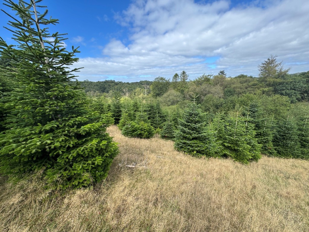 Lot: 23 - FREEHOLD SITE EXTENDING TO ALMOST EIGHT ACRES - General view of the plantation 3